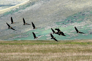Black-Faced Ibis