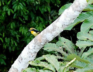 Gilded Barbet