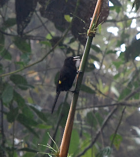 Northern Mountain-Cacique