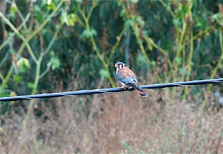 American Kestrel Male
