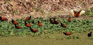 Wattled Jacana