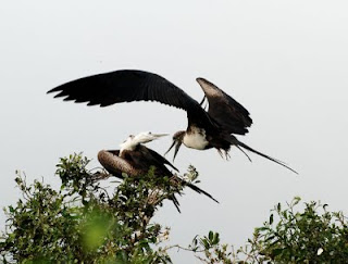 Magnificent Frigatebird Female and Juvenile