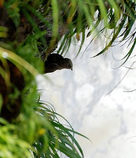 Great Dusky Swift