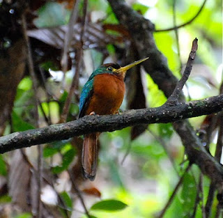 Yellow-Billed Jacamar