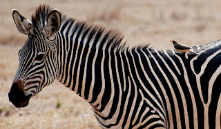 Yellow-Billed Oxpecker