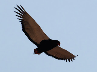 Bateleur