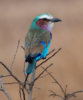 Lilac-Breasted Roller