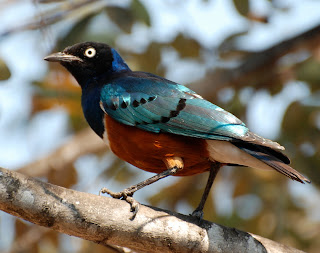 Superb Starling