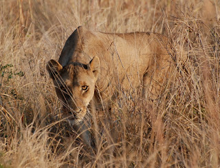 Lion