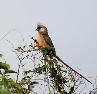 Speckled Mousebird
