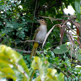 Eastern Nicator