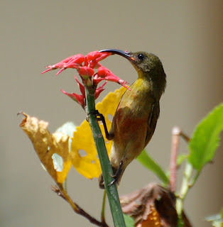 Olive Sunbird