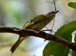 Black Cuckoo-Shrike Female