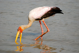 Yellow-Billed Stork