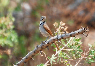Collared Palm-Thrush