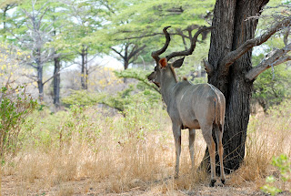 Greater Kudu in Miombo Woodland