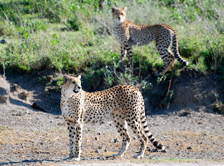 Cheetah