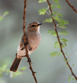 African Grey Flycatcher