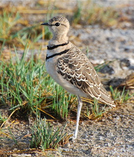 Two-Banded Courser