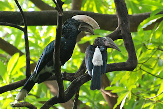 Silvery-Cheeked Hornbill