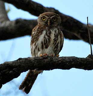 Pearl-Spotted Owlet