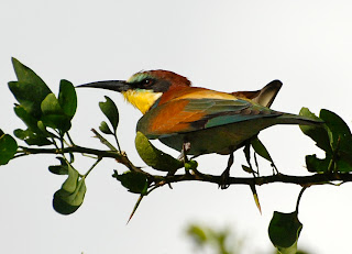 European Bee-Eater