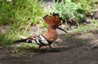 African Hoopoe
