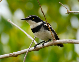 Pale Batis Male