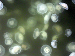 Jellyfish Invasion of Yokohama Canal
