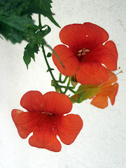 Orange Flowers