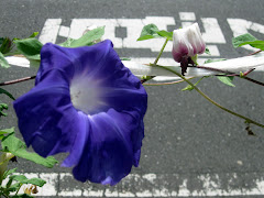 Purple Morning Glories