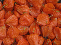 Orange Lantern looking flower pods