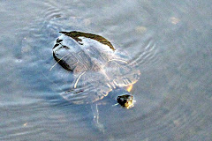 Mr. Turtle pokes his head up ....