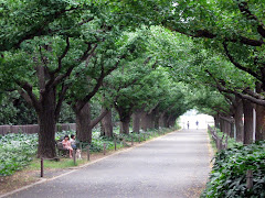 A tree lined shady street