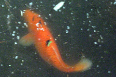 A real live Coi Goldfish