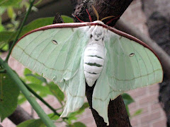 A VERY BIG Japanese Moth