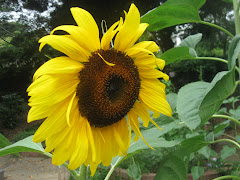 BIG bright Sunflower