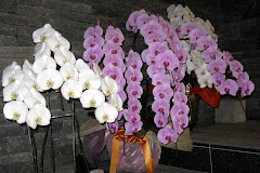 Pretty purple and white orchids