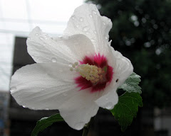 White Hibiscus Flower