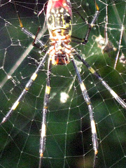 spider web at