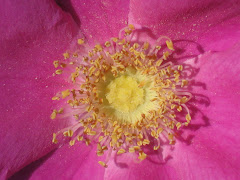 pretty pink rose type flower