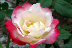 Rose Garden at