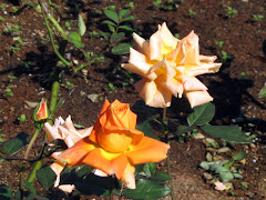 orange roses blooming