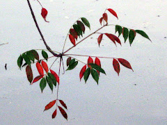 colored leaves in Kamakura