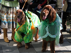 Irish Setters Dressed for the Parade