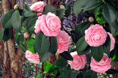 Camillas outside by dining room window