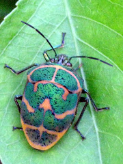 a cool green bug