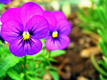 Fotografía de algunas violetas