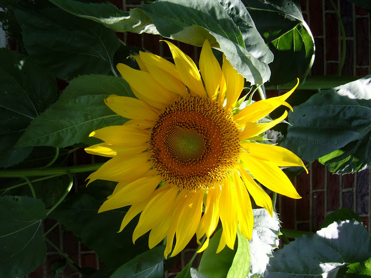 Pretty sunflower