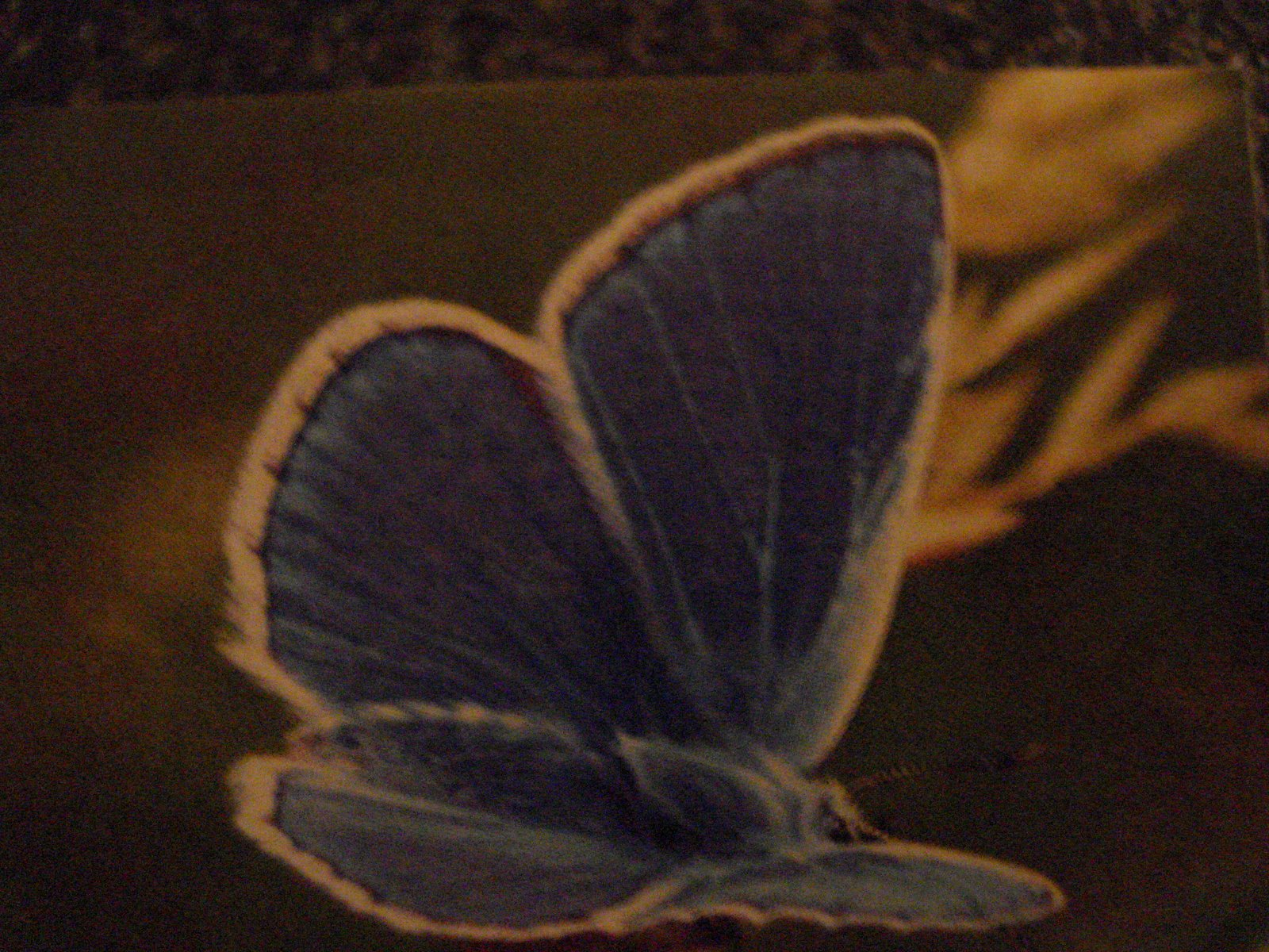 [DSC02697.JPG]